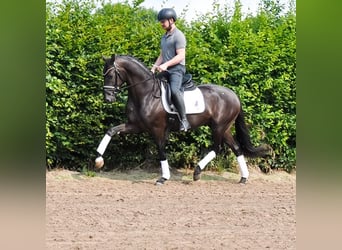 KWPN, Wałach, 3 lat, 163 cm, Kara