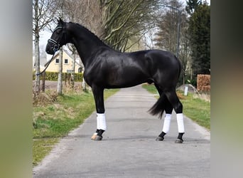 KWPN, Wałach, 3 lat, 163 cm, Kara