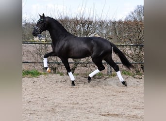 KWPN, Wałach, 3 lat, 163 cm, Kara
