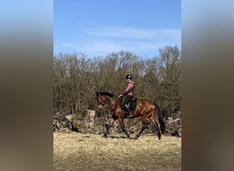 KWPN, Wałach, 3 lat, 164 cm, Gniada