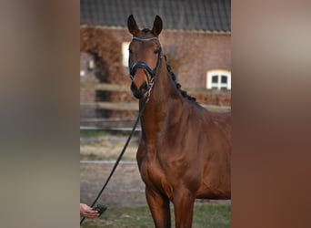 KWPN, Wałach, 3 lat, 164 cm, Gniada