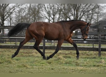KWPN, Wałach, 3 lat, 164 cm, Gniada
