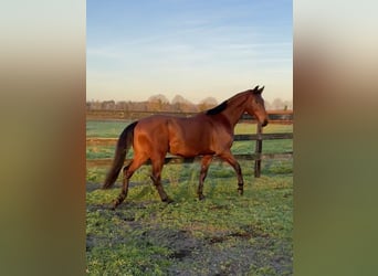 KWPN, Wałach, 3 lat, 164 cm, Gniada