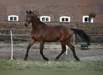 KWPN, Wałach, 3 lat, 164 cm, Gniada