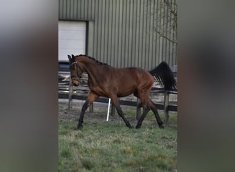KWPN, Wałach, 3 lat, 164 cm, Gniada