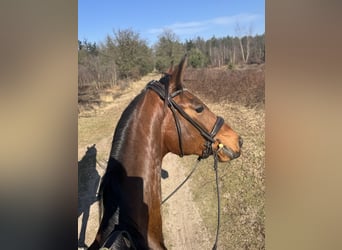KWPN, Wałach, 3 lat, 164 cm, Gniada