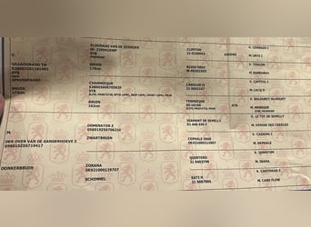 KWPN, Wałach, 3 lat, 165 cm, Gniada