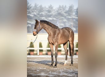 KWPN, Wałach, 3 lat, 165 cm, Gniada