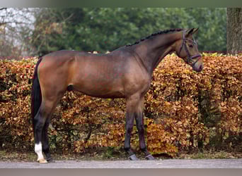 KWPN, Wałach, 3 lat, 165 cm, Gniada