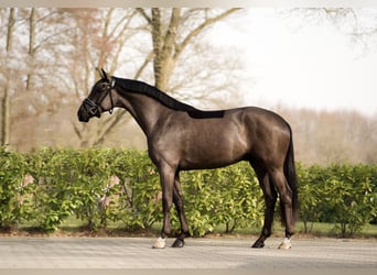 KWPN, Wałach, 3 lat, 165 cm, Kara