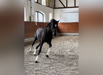 KWPN, Wałach, 3 lat, 166 cm, Kara