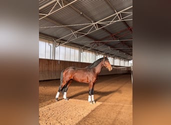 KWPN, Wałach, 3 lat, 167 cm, Ciemnogniada