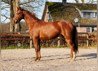 KWPN, Wałach, 3 lat, 167 cm, Ciemnokasztanowata