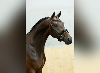 KWPN, Wałach, 3 lat, 167 cm, Gniada