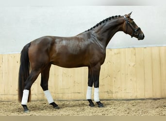 KWPN, Wałach, 3 lat, 167 cm, Gniada