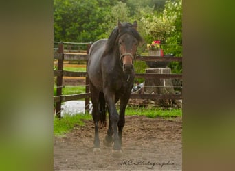KWPN, Wałach, 3 lat, 167 cm, Gniada