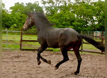 KWPN, Wałach, 3 lat, 167 cm, Gniada