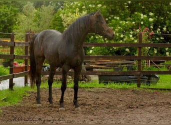 KWPN, Wałach, 3 lat, 167 cm, Gniada