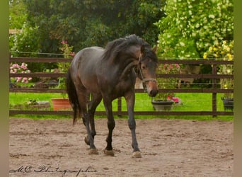KWPN, Wałach, 3 lat, 167 cm, Gniada