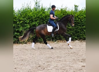KWPN, Wałach, 3 lat, 167 cm, Gniada
