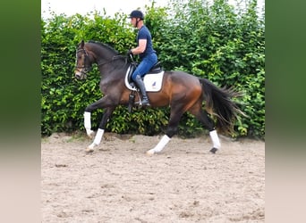KWPN, Wałach, 3 lat, 167 cm, Gniada