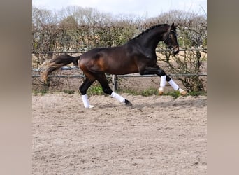 KWPN, Wałach, 3 lat, 167 cm, Gniada