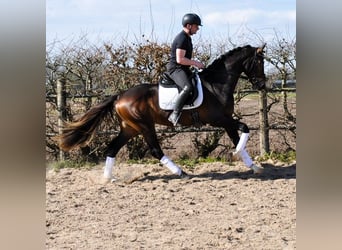 KWPN, Wałach, 3 lat, 167 cm, Gniada
