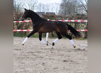 KWPN, Wałach, 3 lat, 167 cm, Gniada
