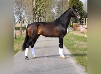 KWPN, Wałach, 3 lat, 167 cm, Gniada