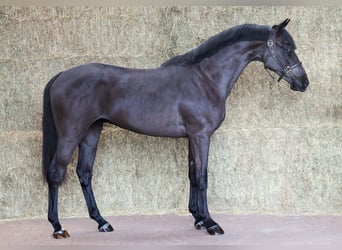 KWPN, Wałach, 3 lat, 167 cm, Kara