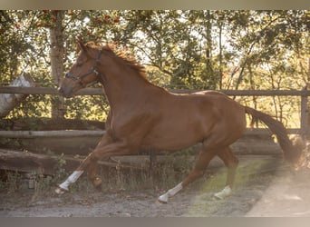 KWPN, Wałach, 3 lat, 167 cm, Kasztanowata