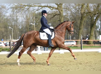 KWPN, Wałach, 3 lat, 167 cm, Kasztanowata