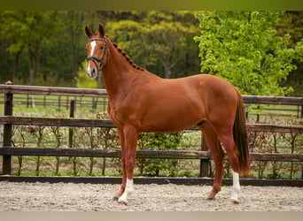 KWPN, Wałach, 3 lat, 167 cm, Kasztanowata