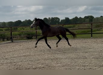 KWPN, Wałach, 3 lat, 167 cm, Siwa