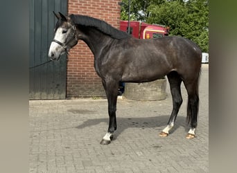 KWPN, Wałach, 3 lat, 167 cm, Siwa