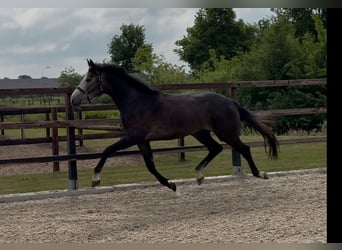 KWPN, Wałach, 3 lat, 167 cm, Siwa