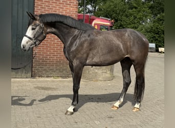 KWPN, Wałach, 3 lat, 167 cm, Siwa