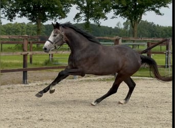 KWPN, Wałach, 3 lat, 167 cm, Siwa