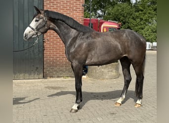 KWPN, Wałach, 3 lat, 167 cm, Siwa