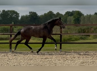 KWPN, Wałach, 3 lat, 167 cm, Siwa