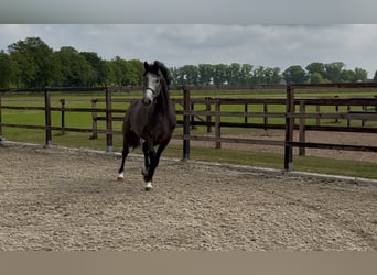 KWPN, Wałach, 3 lat, 167 cm, Siwa