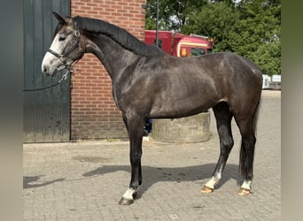 KWPN, Wałach, 3 lat, 167 cm, Siwa