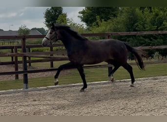 KWPN, Wałach, 3 lat, 167 cm, Siwa
