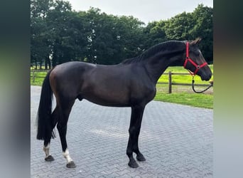 KWPN, Wałach, 3 lat, 168 cm, Ciemnogniada