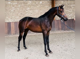 KWPN, Wałach, 3 lat, 168 cm, Ciemnogniada