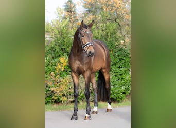 KWPN, Wałach, 3 lat, 168 cm, Gniada