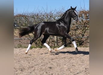 KWPN, Wałach, 3 lat, 168 cm, Kara