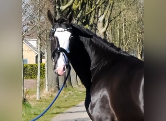 KWPN, Wałach, 3 lat, 168 cm, Kara