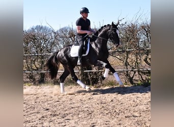 KWPN, Wałach, 3 lat, 168 cm, Kara