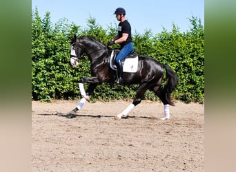 KWPN, Wałach, 3 lat, 168 cm, Kara